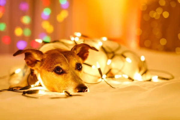 Weihnachtshund mit Lichterkette — Stockfoto