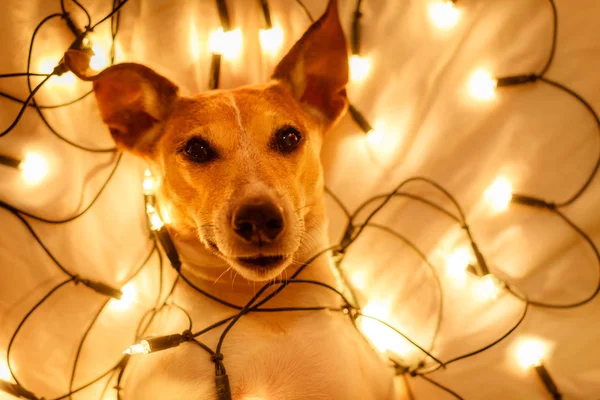 Рождественская собака с волшебными огнями — стоковое фото