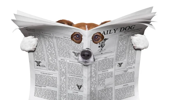 Perro espía leyendo un periódico —  Fotos de Stock
