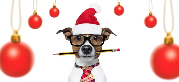 圣诞假期的狗 — 图库照片