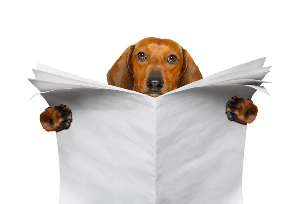 Dog reading newspaper — Stock Photo, Image