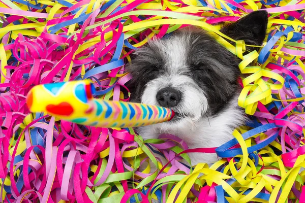 Happy new year dog celberation — Stock Photo, Image