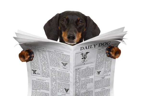 Собака читання газет — стокове фото