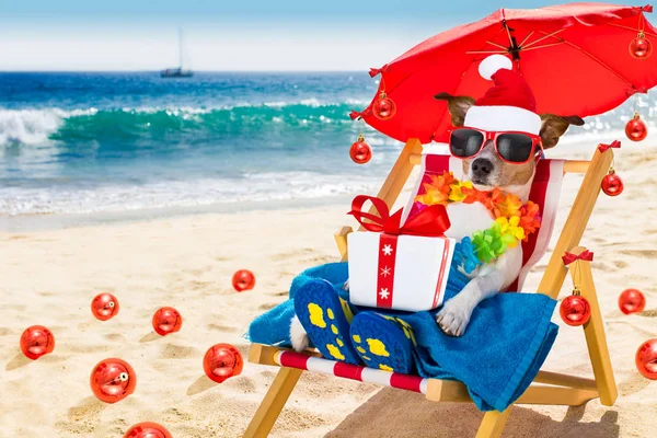 Pes v houpací síti jako santa claus na Vánoce na pláži — Stock fotografie