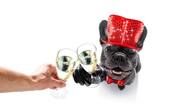 Happy new year dog celberation — Stock Photo, Image