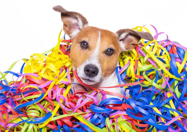 Feliz aniversário cão celeberação — Fotografia de Stock