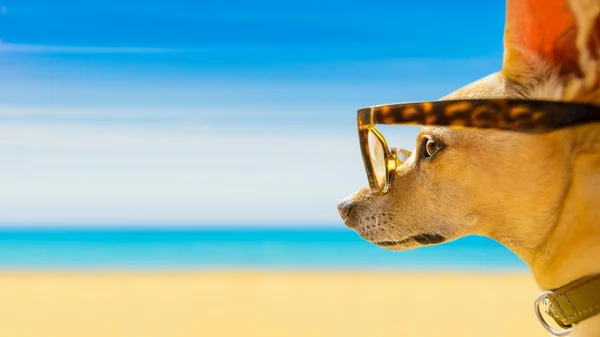 Hund beobachtet den Strand im Sommer — Stockfoto