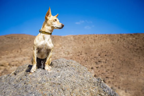 Hond kijken buitenshuis — Stockfoto