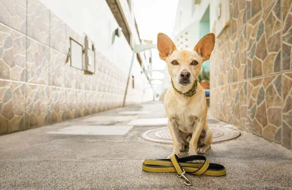 Dog with leash awaits for a walk — стоковое фото