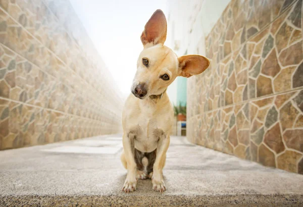 Perro espera un paseo — Foto de Stock