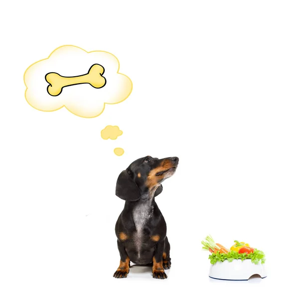 Zdrowy pies z miski i właściciel — Zdjęcie stockowe