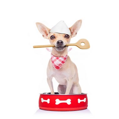 aç köpek gıda kase içinde