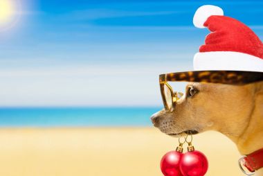 yaz plaj izlemek köpek Noel tatili