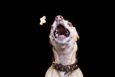 havada bir tedavi yakalamaya çalışan köpek 