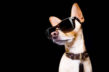 köpek güneş gözlüğü ile poz