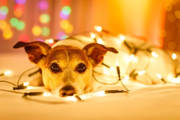 Weihnachtshund mit Lichterkette — Stockfoto