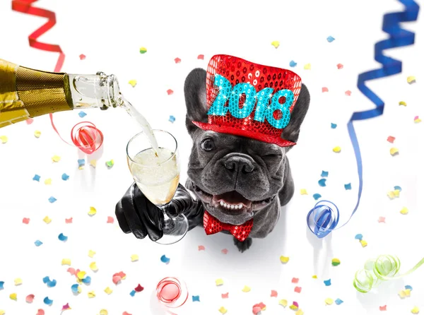Happy new year dog celebration — Stock Photo, Image