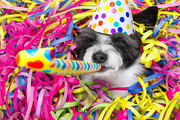 Feliz ano novo cão celberação — Fotografia de Stock