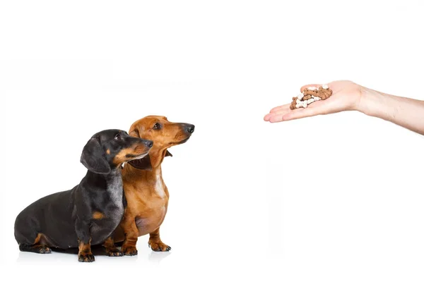 Pareja de dachshund hambriento con tratar — Foto de Stock