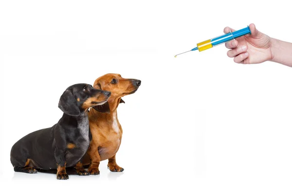 Chiens malades malades avec la maladie et la seringue de vaccin — Photo