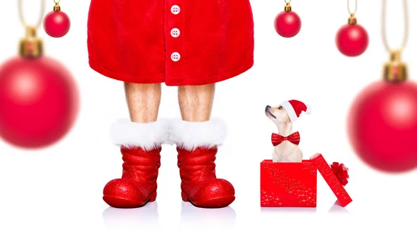 Vánoční santa claus pes — Stock fotografie