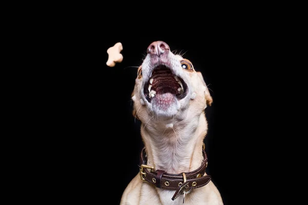 Dog trying to catch a treat in air — Stock Photo, Image