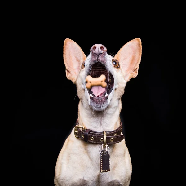 Dog trying to catch a treat in air — Stock Photo, Image