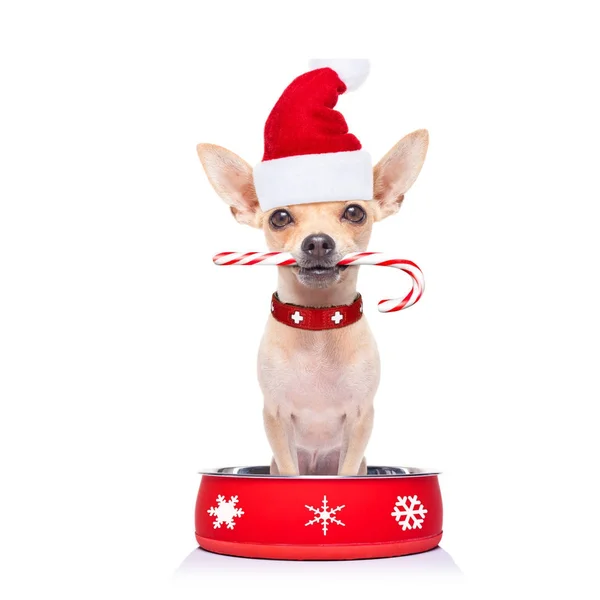 Głodny pies Świętego Mikołaja do miski z karmą — Zdjęcie stockowe