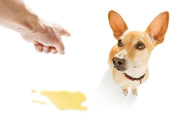 köpek çiş idrar yerde