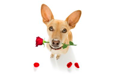 mutlu Sevgililer köpek 