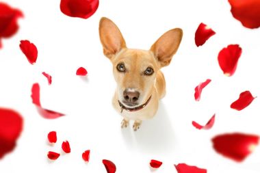 mutlu Sevgililer köpek