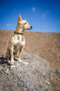 açık havada izlemek köpek