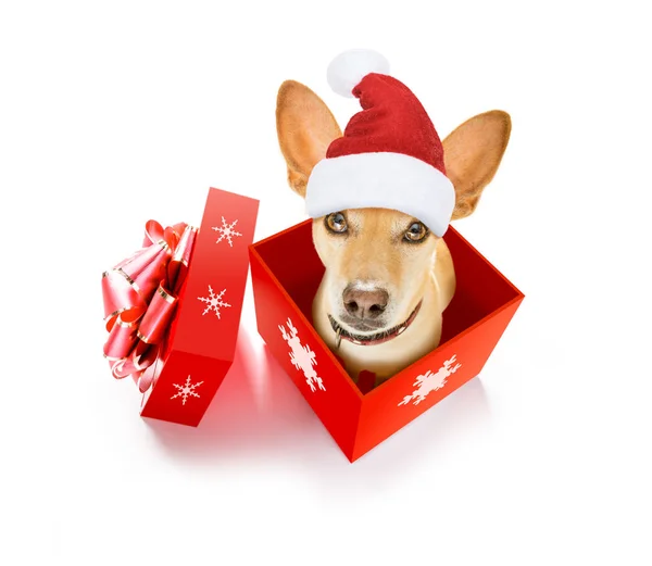 Merry christmas dog in a box — Stock Photo, Image