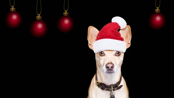 黒背景にサンタ クロース クリスマス犬 — ストック写真