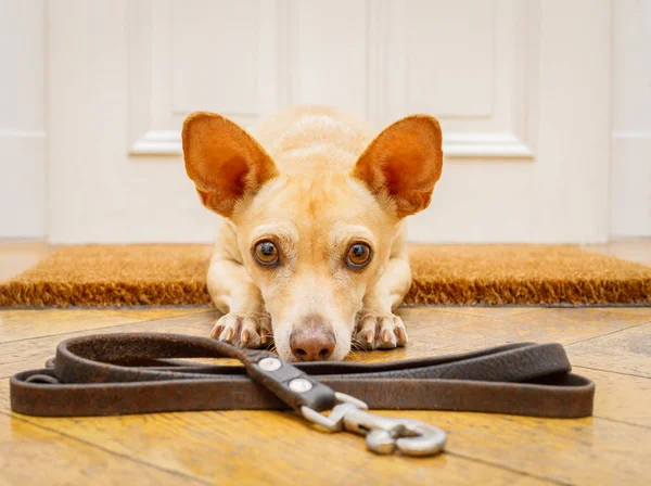 Собака чекає біля дверей на прогулянку — стокове фото