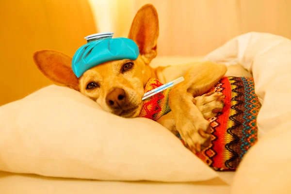 Enfermo perro dormido enfermo — Foto de Stock
