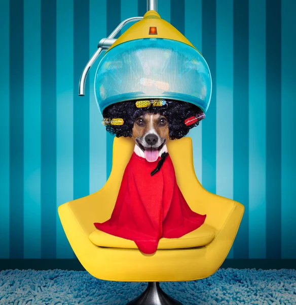 Hund på frisörer eller groomer — Stockfoto