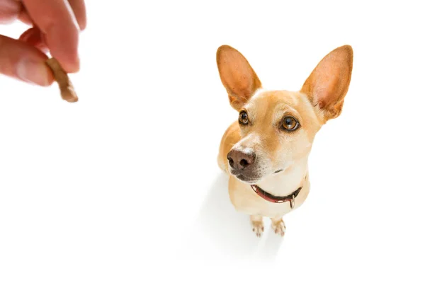 Sahibi ile köpek tedavi — Stok fotoğraf