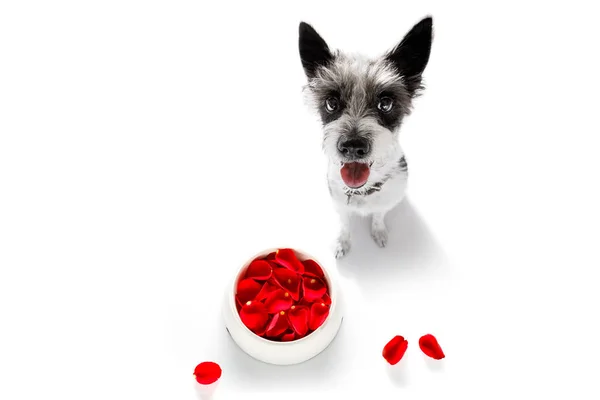 Heureux chien de valentines — Photo