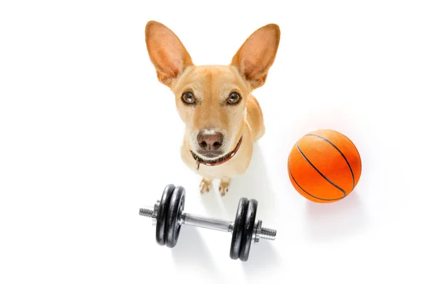 Jogador de basquete cão — Fotografia de Stock