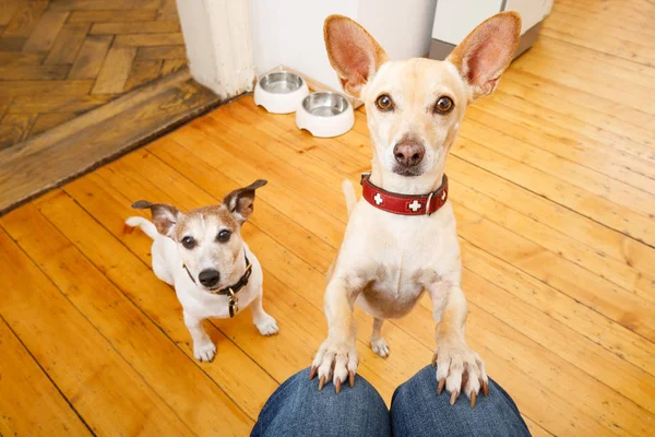 Голодные собаки с миской для еды — стоковое фото