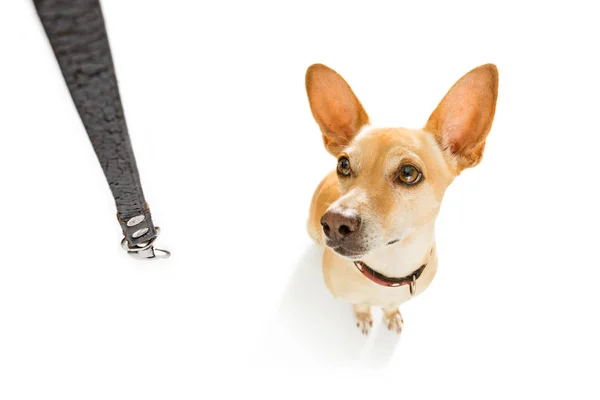 Dog   with leash waits for a walk — Stock Photo, Image