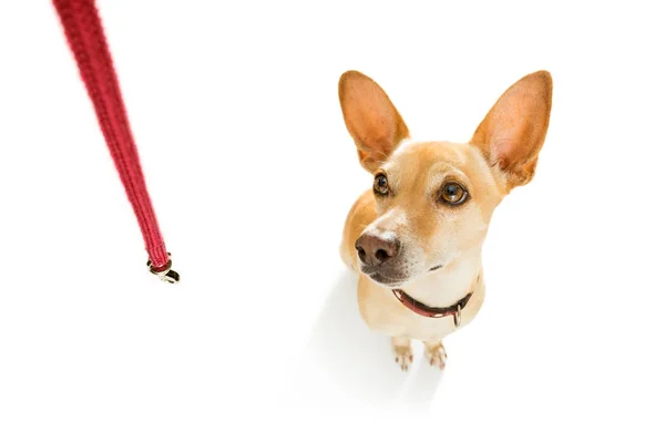 Dog   with leash waits for a walk — Stock Photo, Image