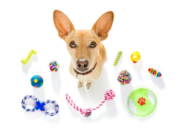Hond met huisdier speelgoed — Stockfoto