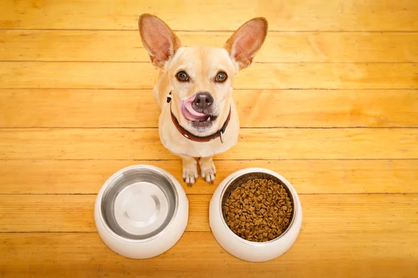 Hungrige Hundeschale — Stockfoto
