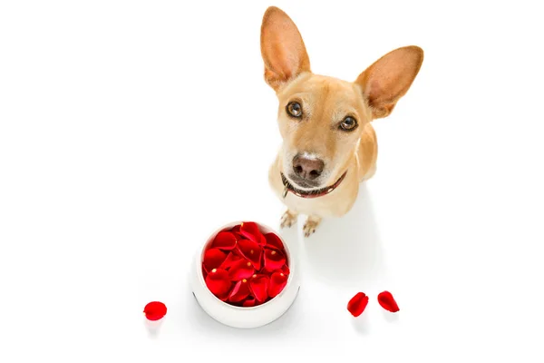 Felice cane di San Valentino — Foto Stock