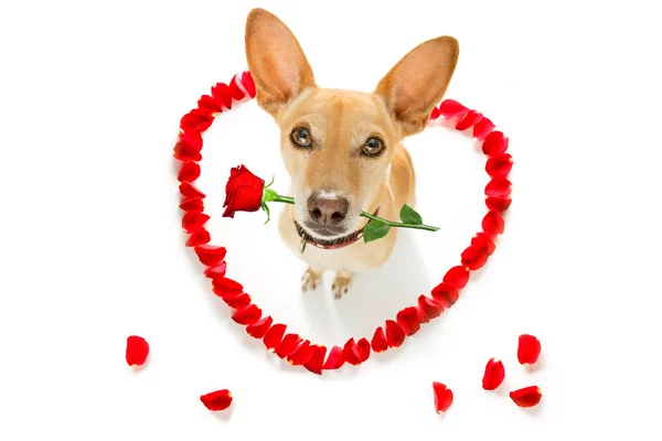 Pies szczęśliwy Walentynki — Zdjęcie stockowe