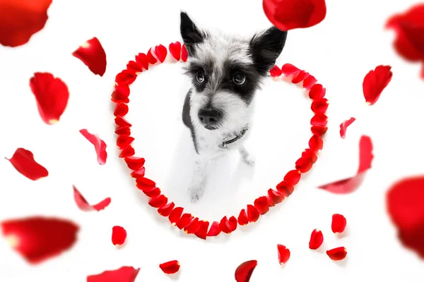 Glücklicher valentines Hund — Stockfoto