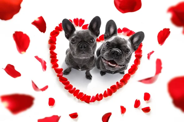 Feliz San Valentín perro —  Fotos de Stock