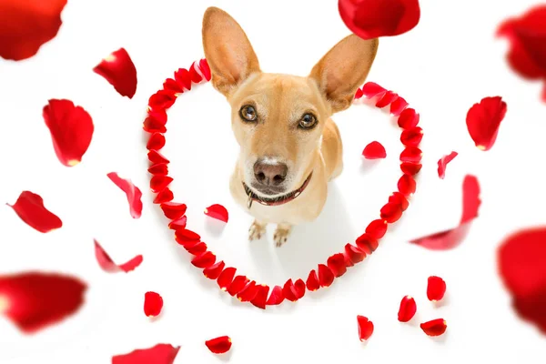 Felice cane di San Valentino — Foto Stock